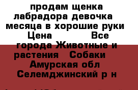 продам щенка лабрадора девочка 2 месяца в хорошие руки › Цена ­ 8 000 - Все города Животные и растения » Собаки   . Амурская обл.,Селемджинский р-н